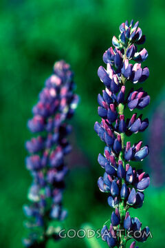 Lupines in the noon-day sun.