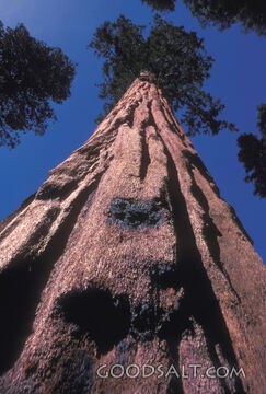 massive redwood tree viewed from base.