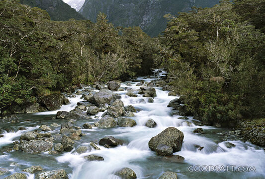 Rushing Waters in the Mountain Forest