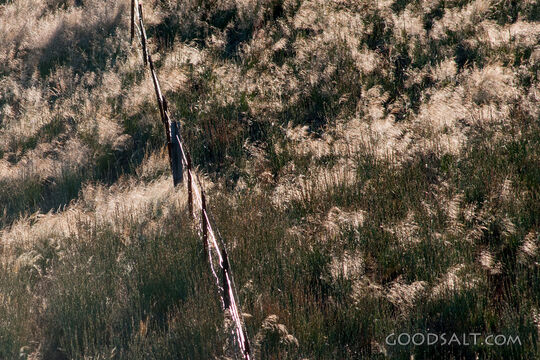 Outback Fence in Long Grass