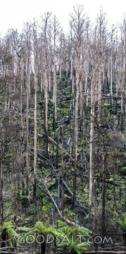 Regrowth Among the Fire-Scarred Trees