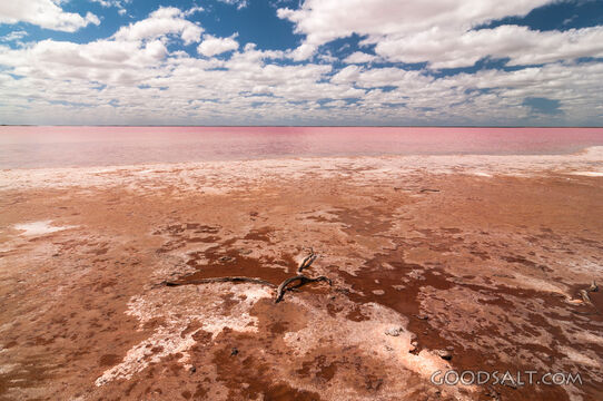Salt-Crusted Shore of a Pink Lake