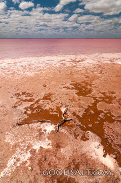 Salt-Crusted Shore of a Pink Lake