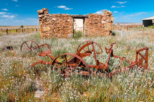 Forgotten Harvest Field