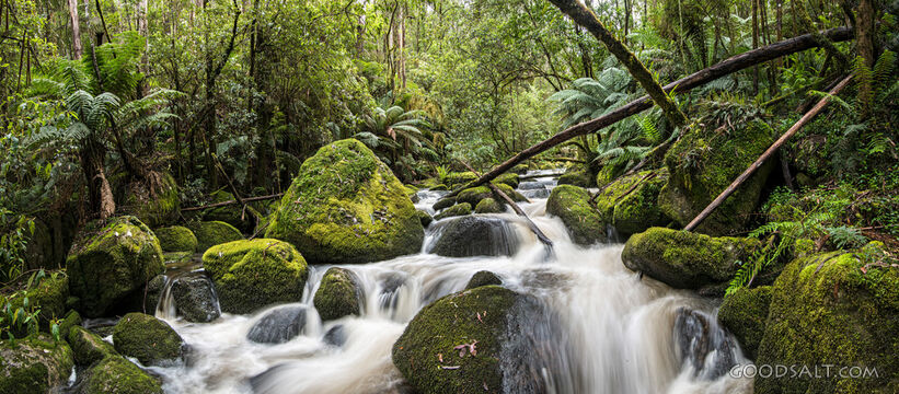 Forest Stream of Living Water