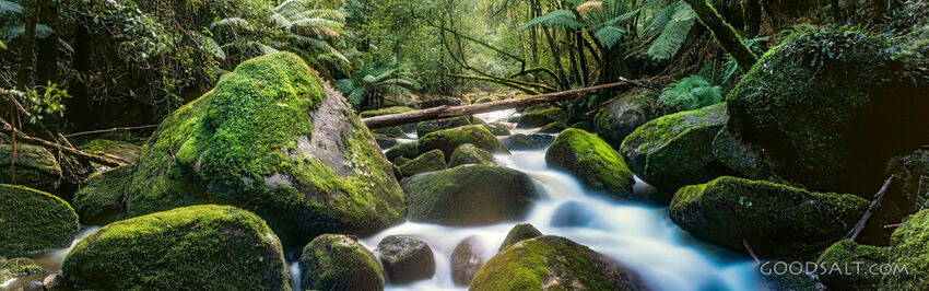 Streams in the Quiet Forest