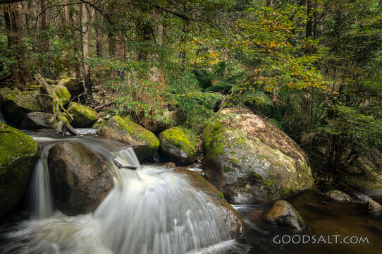 Forest Stream Over Mossy Stones
