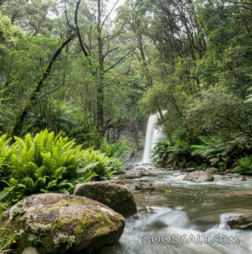 Forest Stream of Living Water