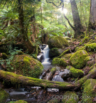 Living Water in the Forest Sanctuary