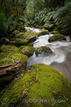 Living Waters Through the Fern Forest