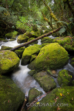 Forest Stream of Living Water