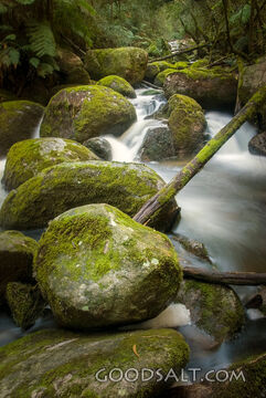 Living Waters in the Forest