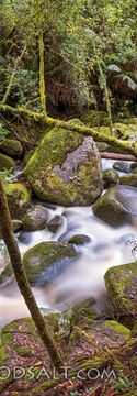 Quiet Waters in the Forest