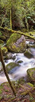 Quiet Waters in the Forest