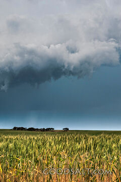 Storm Clouds Over the Harvest