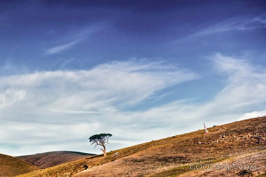 Heavens Above the Solitary Tree