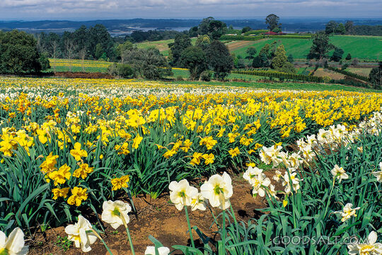 Flowers of the Field