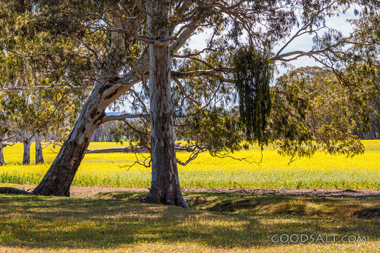 Harvest Field Beneath the Trees