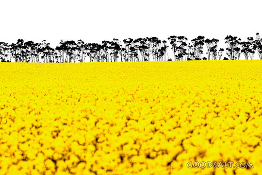 Golden Harvest Field at the Tree Line