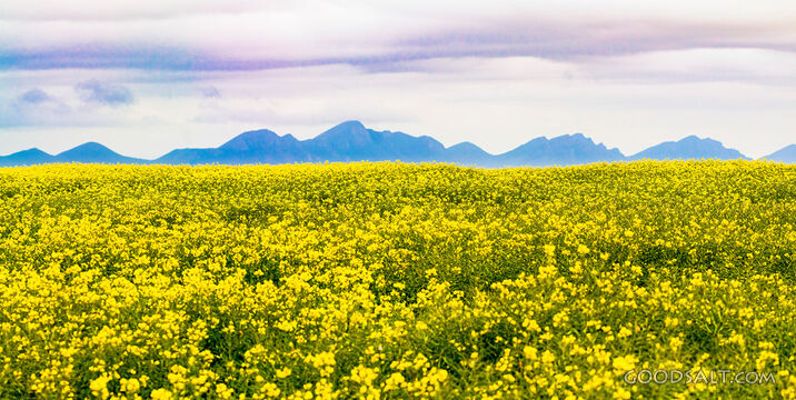 Field of Provision Beneath the Mountains