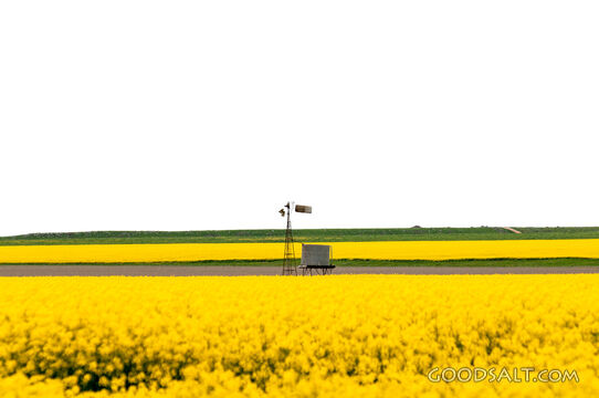 Golden Harvest Field with Windmill