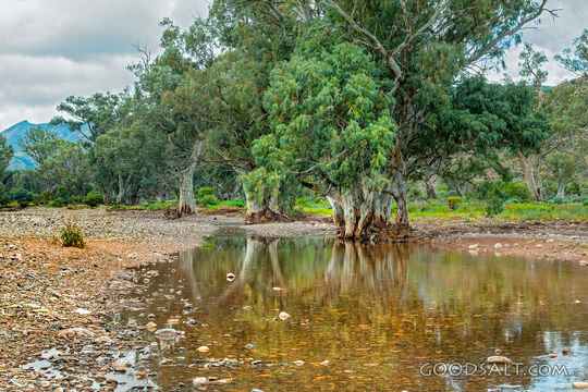 Still Waters Among the Trees