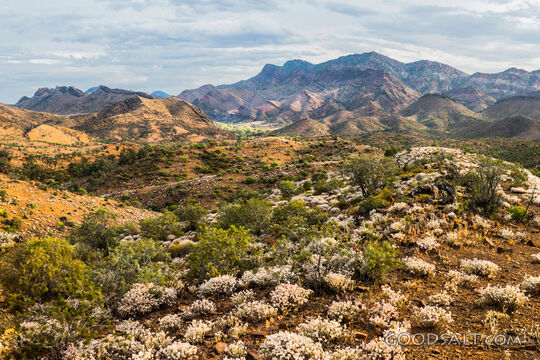 Desert Blossoms in the Mountain Wilderness