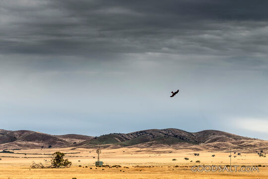 Eagle Over Wilderness Pastures