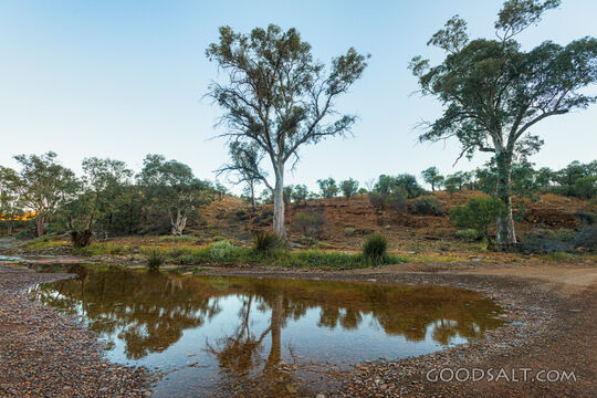 Trees Beside Still Waters
