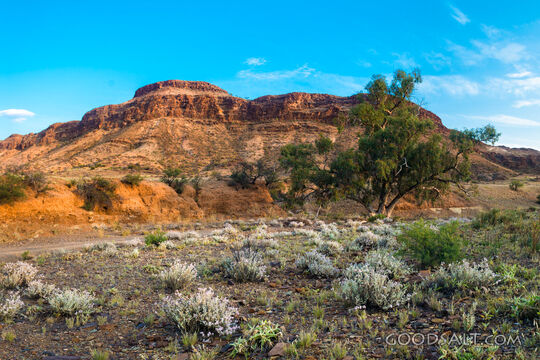 Desert Hills in Bloom