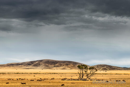 Sheep Beneath Storm Clouds