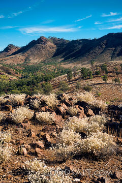 Desert Hills in Bloom