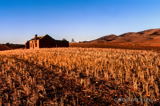 Harvest Field Beside the Ruins