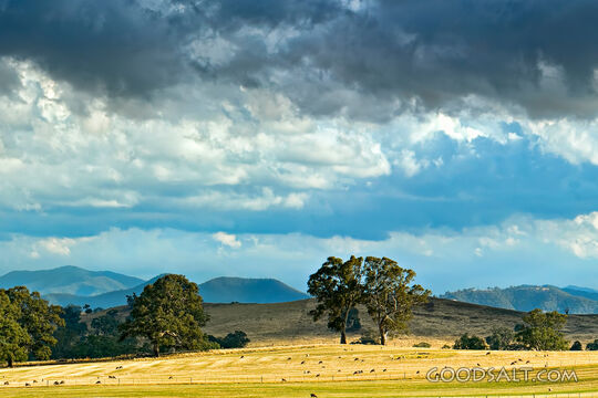 Flock Beneath Storm Clouds