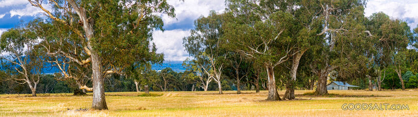 Pasture Grove Under Open Sky