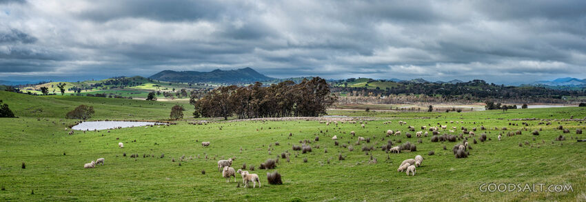 Sheep in the Lord’s Pasture