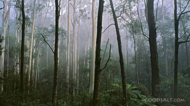 misty forest