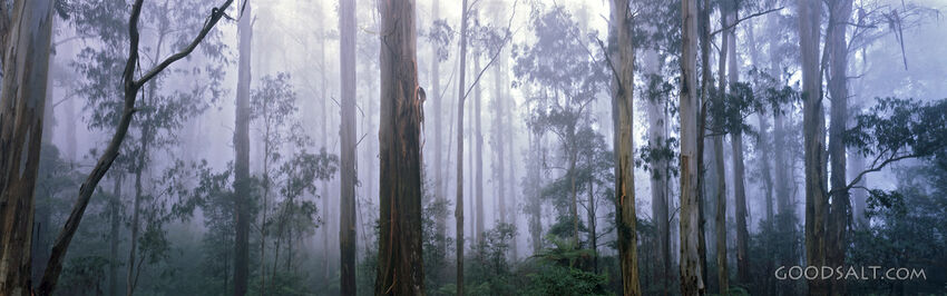 Misty Trees