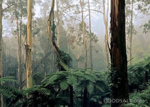 Misty Trees With Greenery