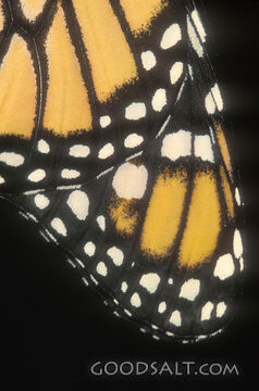 detail of butterfly wing