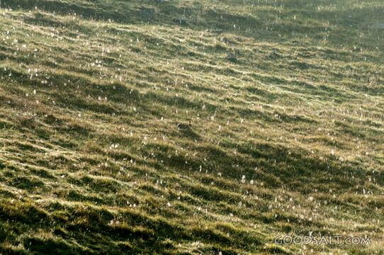 Morning dew brightly shows up spider webs in long grass.
