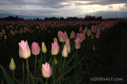 Morning Tulips
