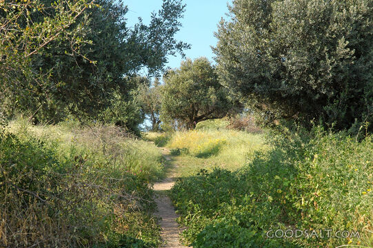 Mount of Beatitudes Path Through Olive Grove
