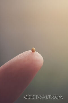 Mustard Seed