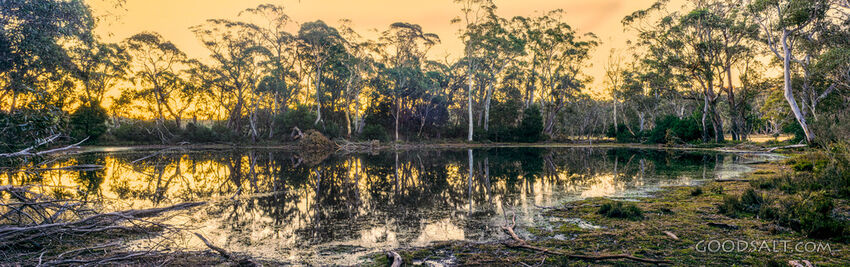 Natural waterhole in treed swamp land.