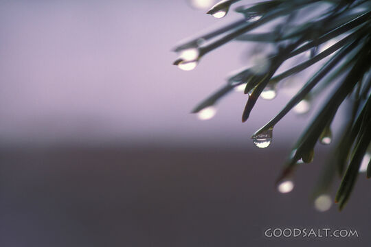 Droplets like dew on pine needle tips