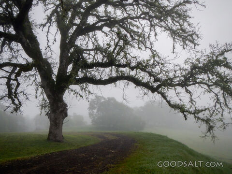 Oak Tree Silhouette