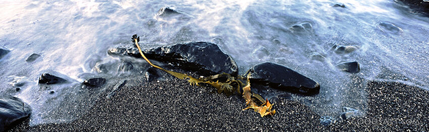 Ocean Sand Seaweed