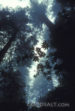 Old Growth Forest