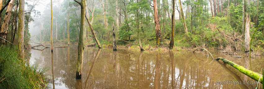 On a misty morning, still waters of a wild lake.